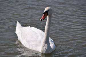 DSC_0626-s