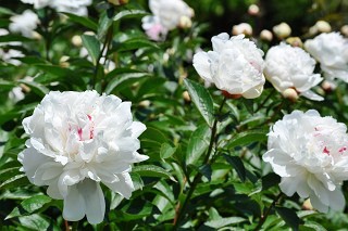 DSC_2499-s