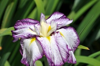 DSC_2837-s